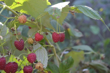 Tasty and healthy. Red berries. Raspberry ordinary. Gardening. Home garden. Rubus idaeus, shrub, a...