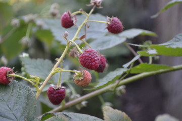 Tasty and healthy. Red berries. Raspberry ordinary. Gardening. Home. Rubus idaeus, shrub, a species...