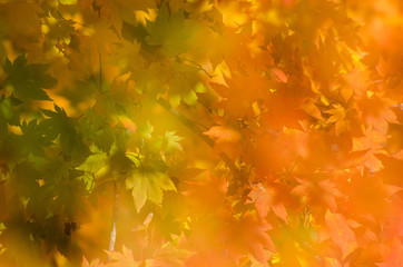 Colourful autumn foliage