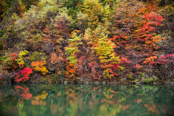 Colourful autumn foliage