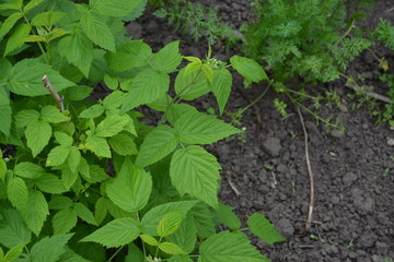 Raspberry ordinary. Rubus idaeus, shrub, a species of the Rubus genus of the family Rosaceae. Gardening. Home garden. Young shoots. Green bushes