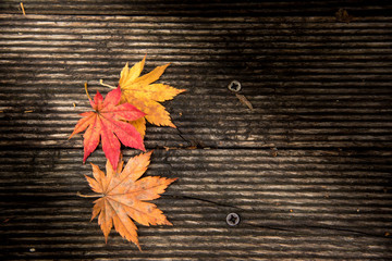 Colourful autumn foliage