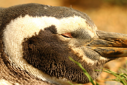 Primer plano de la cabeza de un pinguino de magallanes en libertad