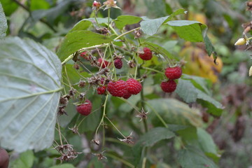 Gardening. Home garden, flower bed. House, field, farm. Raspberry ordinary. Rubus idaeus, shrub, a...