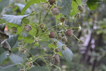 Gardening. Home garden. Raspberry ordinary. Rubus idaeus, shrub, a species of the Rubus genus of...