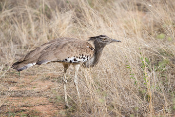 Kori Bustard