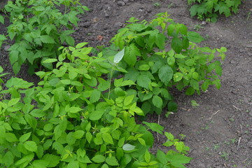 Gardening. Raspberry ordinary. Rubus idaeus, shrub, a species of the Rubus genus of the family...