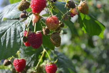 Raspberry ordinary. Gardening. Home garden, flower bed. House. Rubus idaeus, shrub, a species of the Rubus genus of the family Rosaceae. Tasty and healthy. Red berries