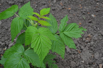 Raspberry ordinary. Gardening. Home garden, flower bed. House. Rubus idaeus, shrub, a species of...