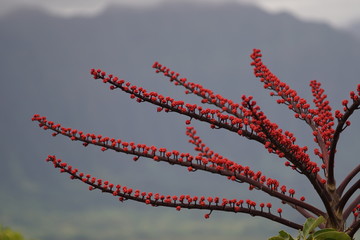 Red Floral Tree
