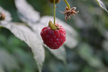 Raspberry ordinary. Gardening. Home garden, flower bed. House. Rubus idaeus, shrub, a species of the Rubus genus of the family Rosaceae. Young shoots. Red berries