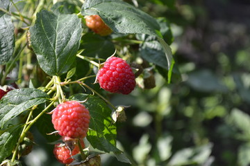 Raspberry ordinary. Gardening. Home garden, flower bed. Rubus idaeus, shrub, a species of the Rubus genus of the family Rosaceae. Tasty and healthy. Red berries