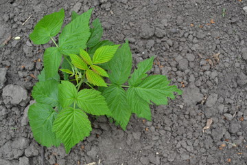 Raspberry ordinary. Gardening. Home. Rubus idaeus, shrub, a species of the Rubus genus of the family Rosaceae. Young shoots. Green bushes