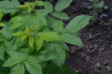 Raspberry ordinary. Rubus idaeus, shrub, a species of the Rubus genus of the family Rosaceae. Gardening. Home garden, flower bed. House, field, farm. Young shoots. Green bushes