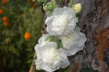 Gardening. Home. Malva. Alcea Large, curly flowers. White flowers