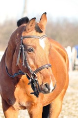 Portrait of a golden red arabian  stallion in the sun