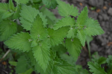 Gardening. Home garden, bed. Melissa officinalis. Perennial essential oil herb. Green
