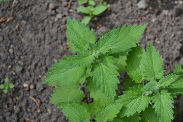 Gardening. Home garden, flower bed. House, field, farm. Melissa officinalis. Perennial essential...