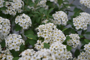 Gardening. Spirea Wangutta. Spiraea vanhouttei, ornamental shrub of the Rosaceae family. White flowers
