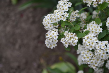 Spiraea vanhouttei, ornamental shrub of the Rosaceae family. Gardening. Home garden, flower bed. Green leaves, bushes. Spirea Wangutta. White flowers