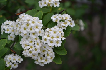 Spiraea vanhouttei, ornamental shrub of the Rosaceae family. Spirea Wangutta. White flowers