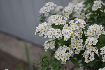 Gardening. Home garden, bed. Green leaves. Spirea Wangutta. Spiraea vanhouttei, ornamental shrub of the Rosaceae family. White flowers