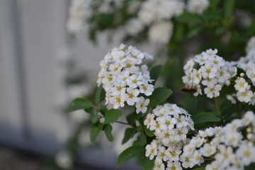 Gardening. Home garden, flower bed. House. Green leaves, bushes. Spirea Wangutta. Spiraea vanhouttei, ornamental shrub of the Rosaceae family. White flowers