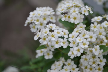Spiraea vanhouttei, ornamental shrub of the Rosaceae family. Gardening. Green leaves. Spirea Wangutta. White flowers