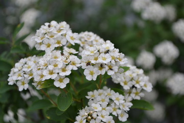Gardening. Home. Green leaves. Spirea Wangutta. Spiraea vanhouttei, ornamental shrub of the Rosaceae family. White flowers