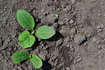 Gardening. Home garden, flower bed. House, field, farm, village. Green leaves, bushes. Cucumber. Cucumis sativus, an annual herb. Young shoots