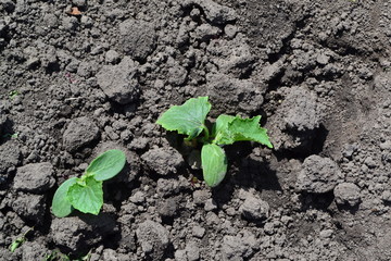 Gardening. Home garden, flower bed. House, field. Green leaves, bushes. Cucumber. Cucumis sativus, an annual herb. Young shoots