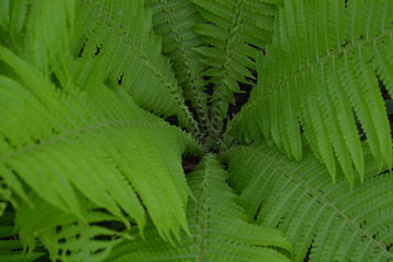 Decoration flower beds, beautiful curls. Fern. Polypodiophyta. Fern Leaf - Frond. Gardening. Home garden, flower bed. House, field, farm. Green leaves, bushes