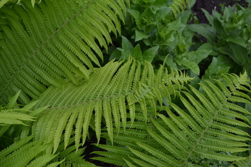 Gardening. Green. Decoration flower beds, beautiful curls. Fern. Polypodiophyta. Fern Leaf - Frond