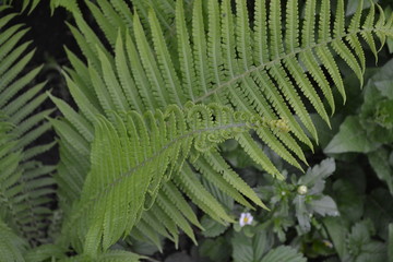 Gardening. Home garden, bed. Green leaves. Decoration flower beds, beautiful curls. Fern. Polypodiophyta. Fern Leaf - Frond