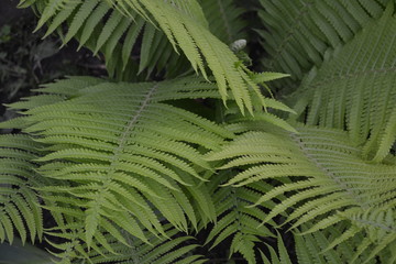 Gardening. Home garden, flower bed. House, field. Green leaves, bushes. Decoration flower beds, beautiful curls. Fern. Polypodiophyta. Fern Leaf - Frond
