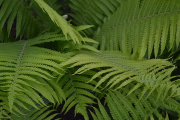 Gardening. Home garden. Green leaves. Decoration flower beds, beautiful curls. Fern. Polypodiophyta. Fern Leaf - Frond