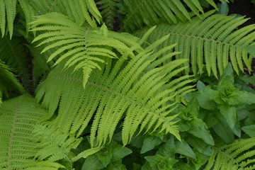 Gardening. Home garden. House, field, farm. Green leaves, bushes. Decoration flower beds, beautiful curls. Fern. Polypodiophyta. Fern Leaf - Frond