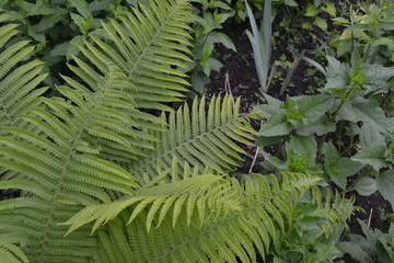 Gardening. Home. Green leaves. Decoration flower beds, beautiful curls. Fern. Polypodiophyta. Fern Leaf - Frond