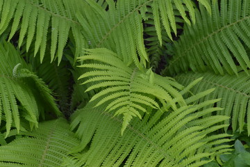 Home garden. Gardening. Green leaves. Decoration. Fern. Polypodiophyta. Fern Leaf - Frond