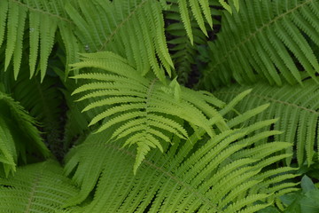 Home garden. Gardening. Green leaves. Fern. Polypodiophyta. Fern Leaf - Frond
