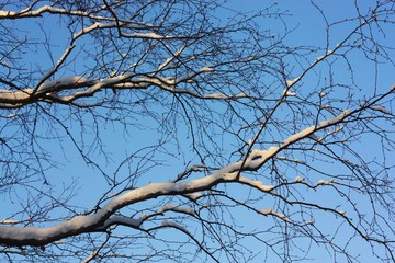 Beautiful winter landscape of snow and trees
