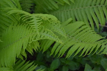 House, field, farm, village. Green leaves, bushes. Decoration flower beds, beautiful curls. Gardening. Home garden. Fern. Polypodiophyta. Fern Leaf - Frond
