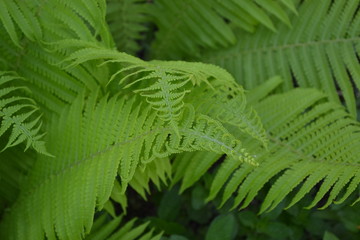 House, field, farm, village. Green leaves, bushes. Decoration flower beds, beautiful curls. Gardening. Home. Fern. Polypodiophyta. Fern Leaf - Frond