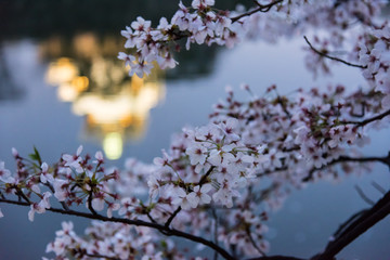 Sakura with Reflection