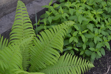 House, field, farm, village. Green leaves, bushes. Decoration flower. Gardening. Fern. Polypodiophyta. Fern Leaf - Frond