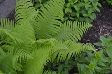 House, field, farm, village. Green leaves, bushes. Gardening. Fern. Polypodiophyta. Fern Leaf -...
