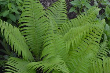 Polypodiophyta. Fern Leaf - Frond. Gardening. Green. Decoration flower beds, beautiful. Fern