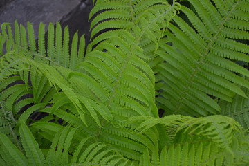 Polypodiophyta. Fern Leaf - Frond. Gardening. Green. Decoration. Fern