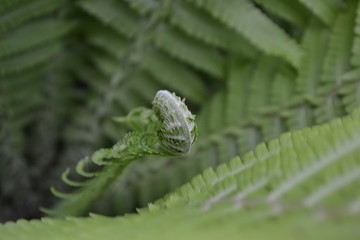 Polypodiophyta. Fern Leaf - Frond. Gardening. Home garden, flower bed. House, field, farm, village. Green leaves, bushes. Decoration flower beds, beautiful curls. Fern
