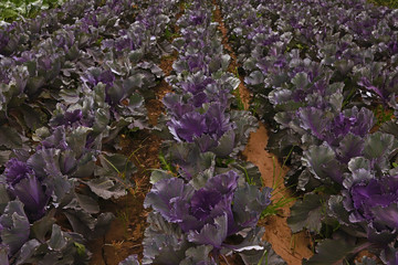 Purple cabbage